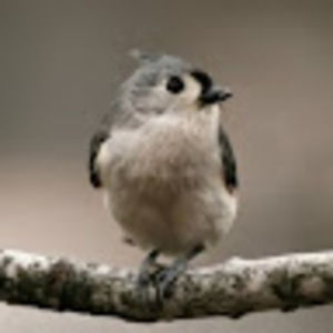 Meet your Posher, Faith